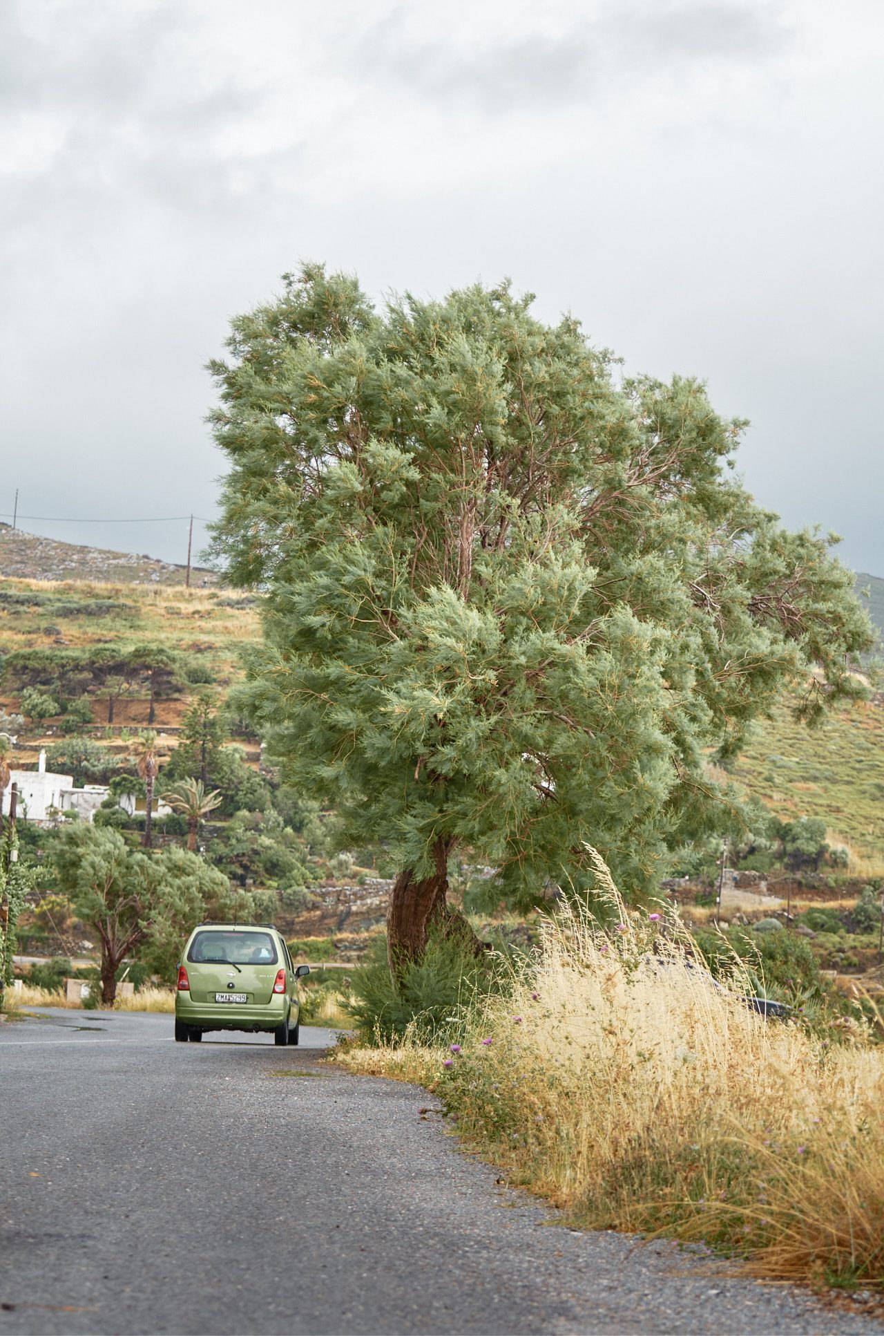 Tree in Vourkari Kea Island