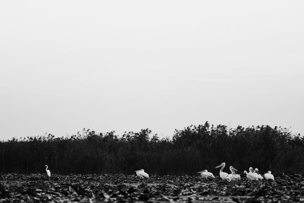Danube Delta Photographed by Lucian Niculescu
