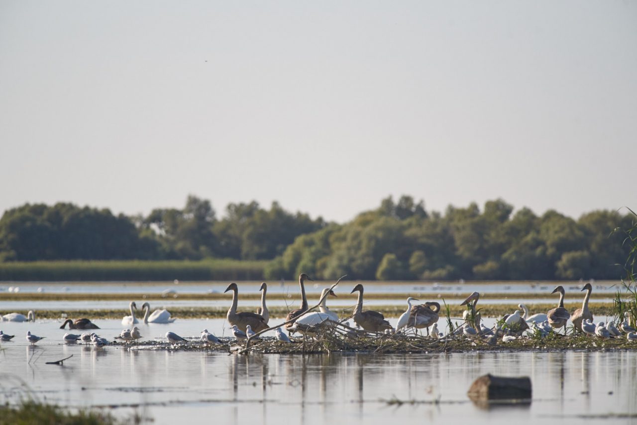 Birds