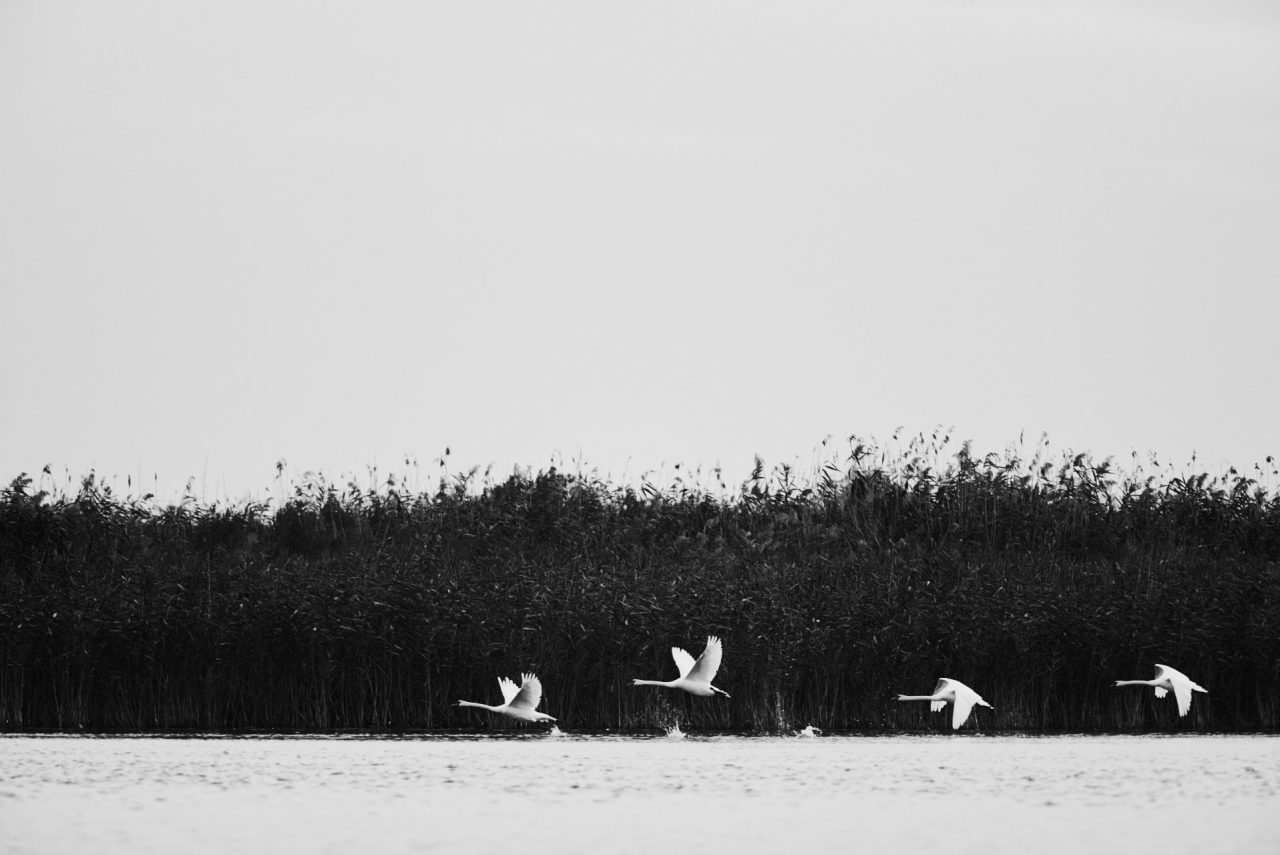Danube Delta Photographed by Lucian Niculescu