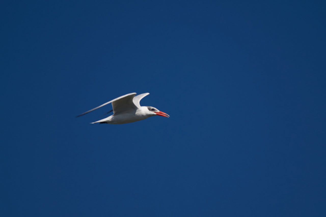 Black-Headed Gull (Chroicocephalus Ridibundus)