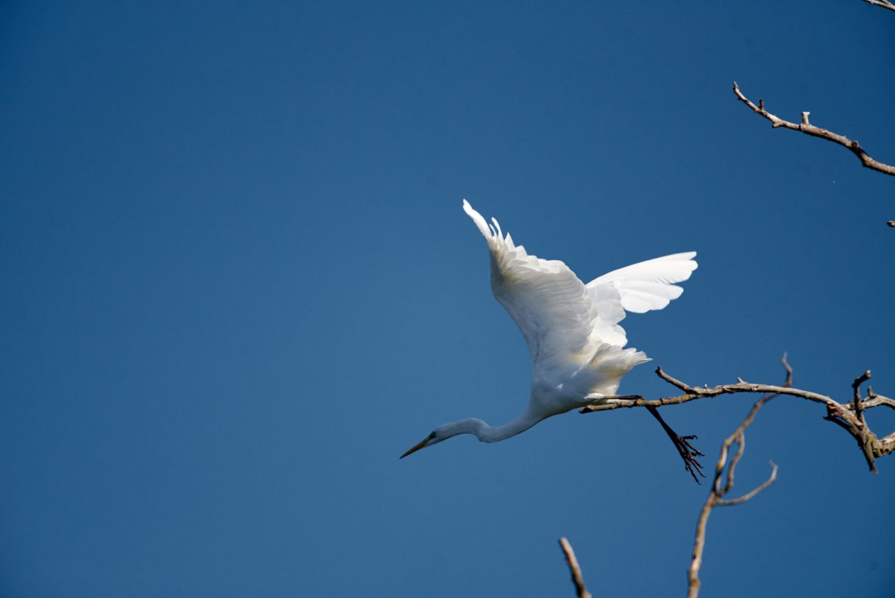 The Great Egre (Ardea Alba)