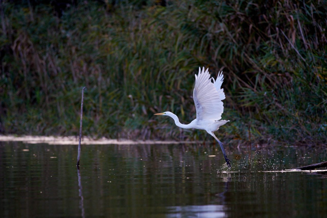 The Great Egre (Ardea Alba)