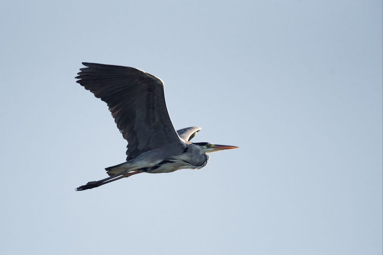 The Grey Heron (Ardea Cinerea)