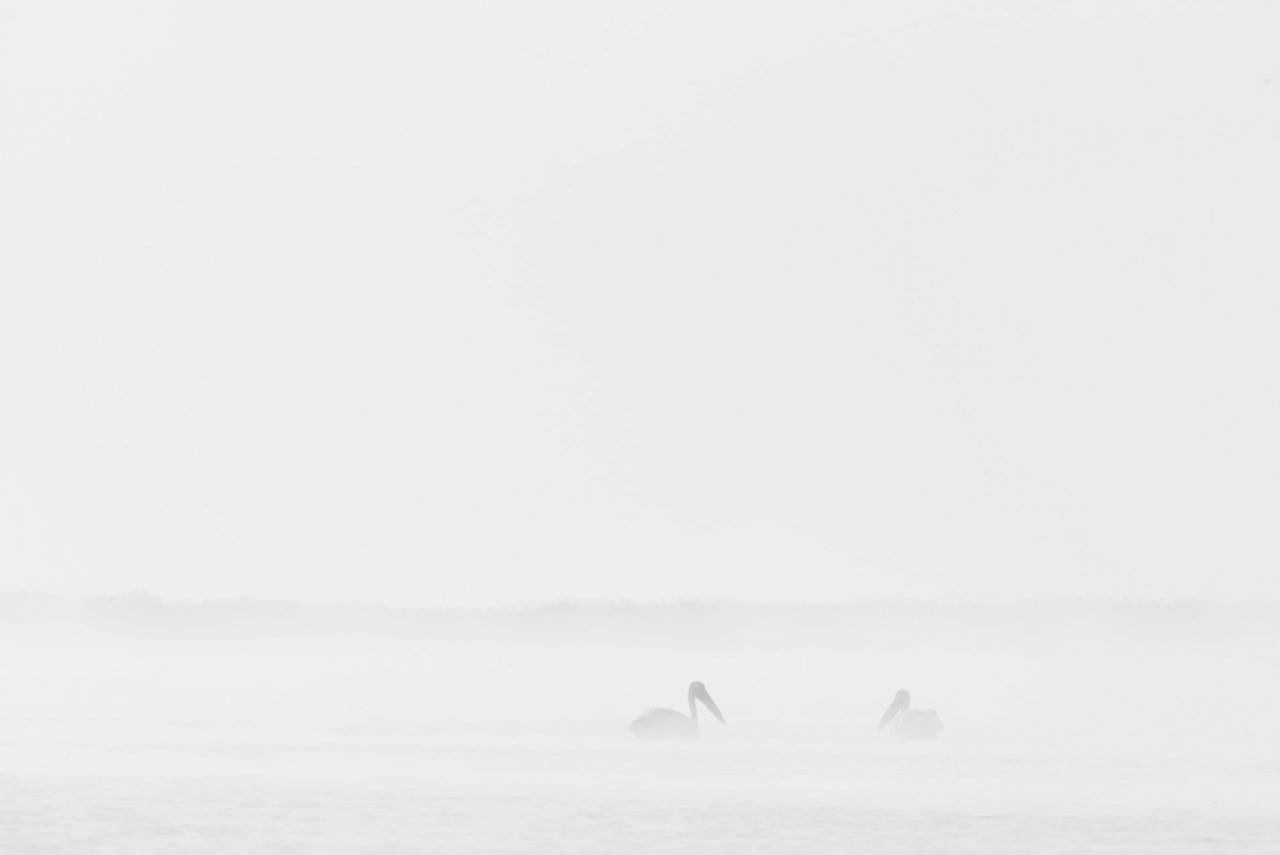 Danube Delta Photographed by Lucian Niculescu