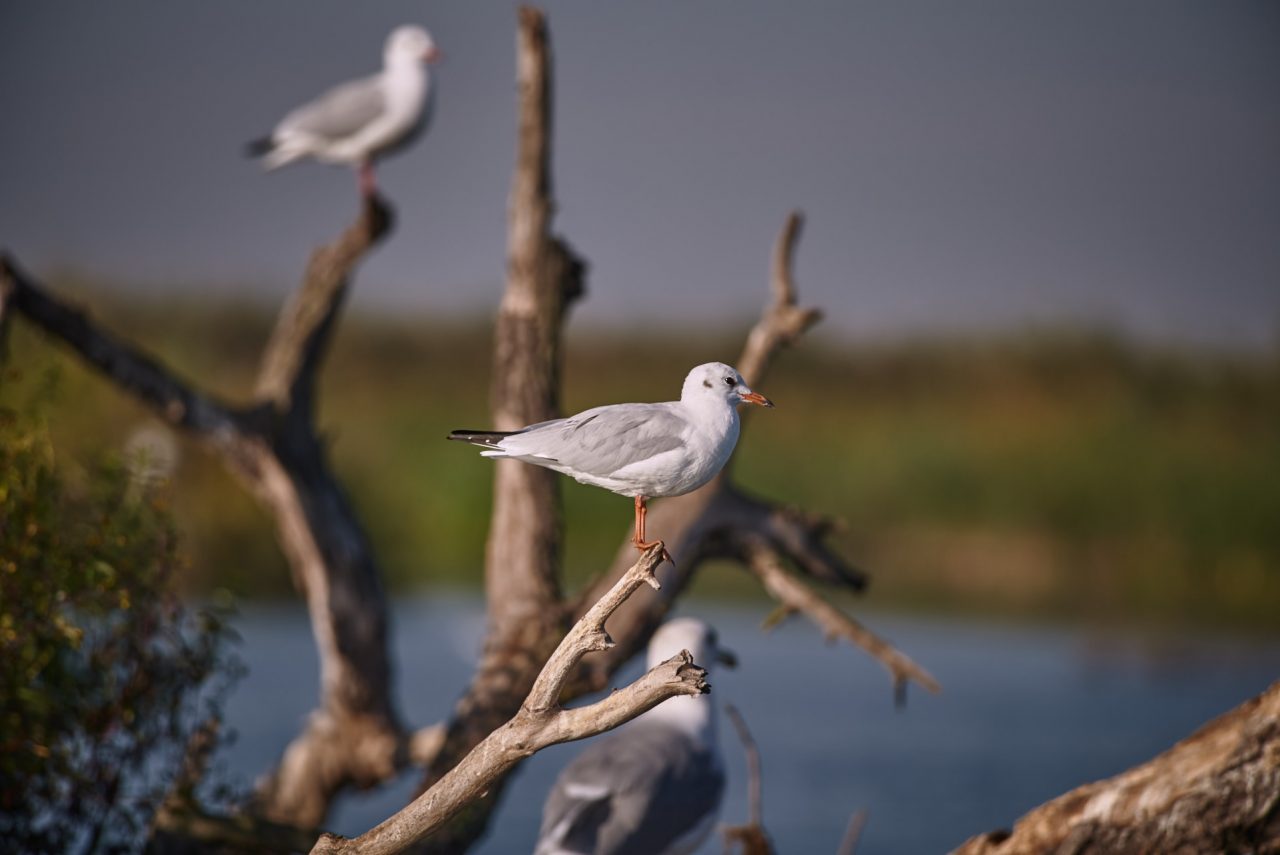 Juvenile Black-Headed Gull (Chroicocephalus Ridibundus)