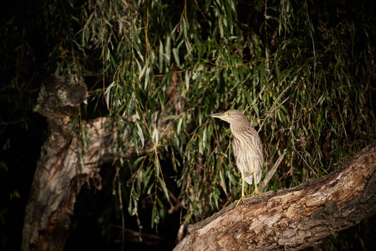Juvenile Black Crowned-Night Heron (Nycticorax Nycticorax)