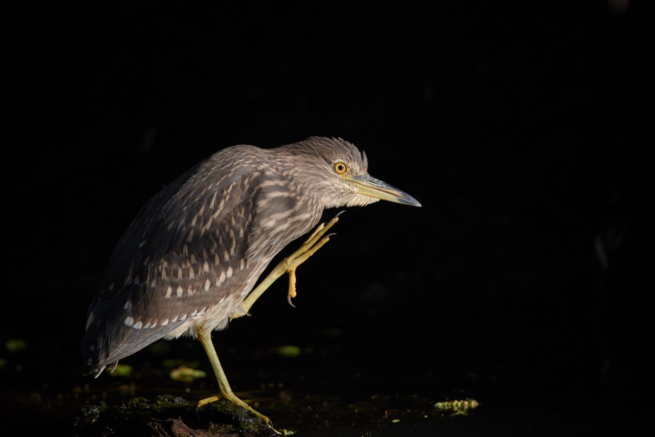 Juvenile Black Crowned-Night Heron (Nycticorax Nycticorax)