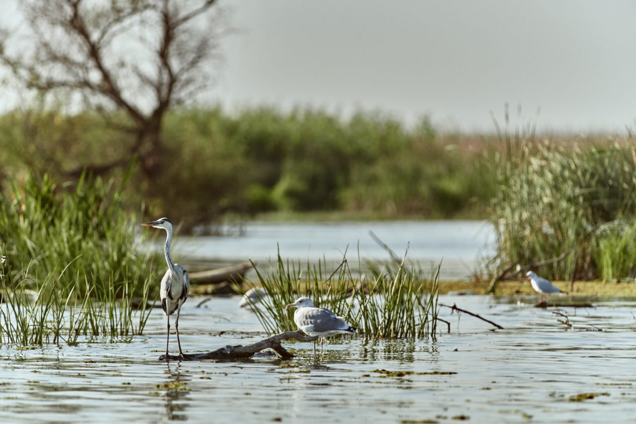 Juvenile Grey Heron (Ardea Cinerea)