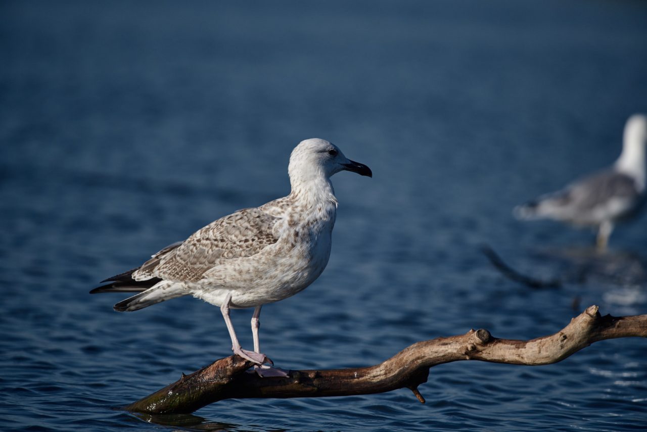 Juvenile Young Yellow-Legged Gull (Larus Michahellis)