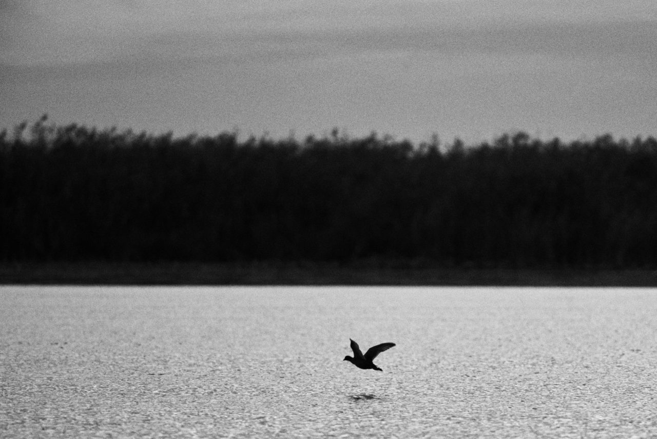 Danube Delta Photographed by Lucian Niculescu