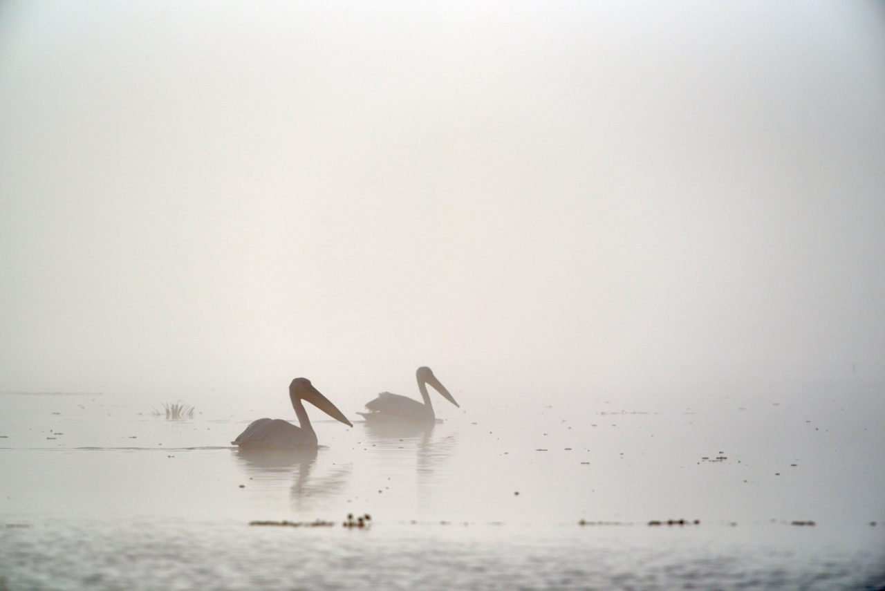 Danube Delta Photographed by Lucian Niculescu