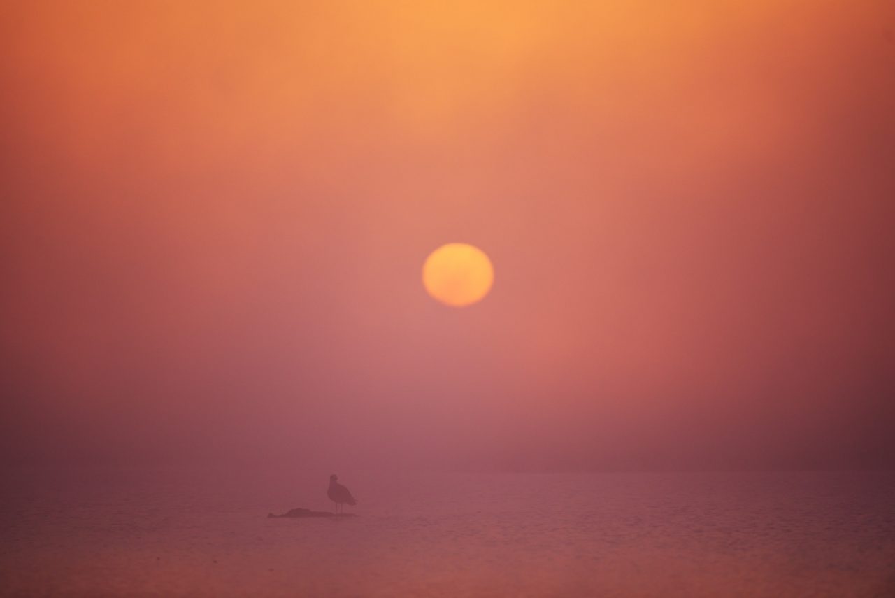 Danube Delta Photographed by Lucian Niculescu