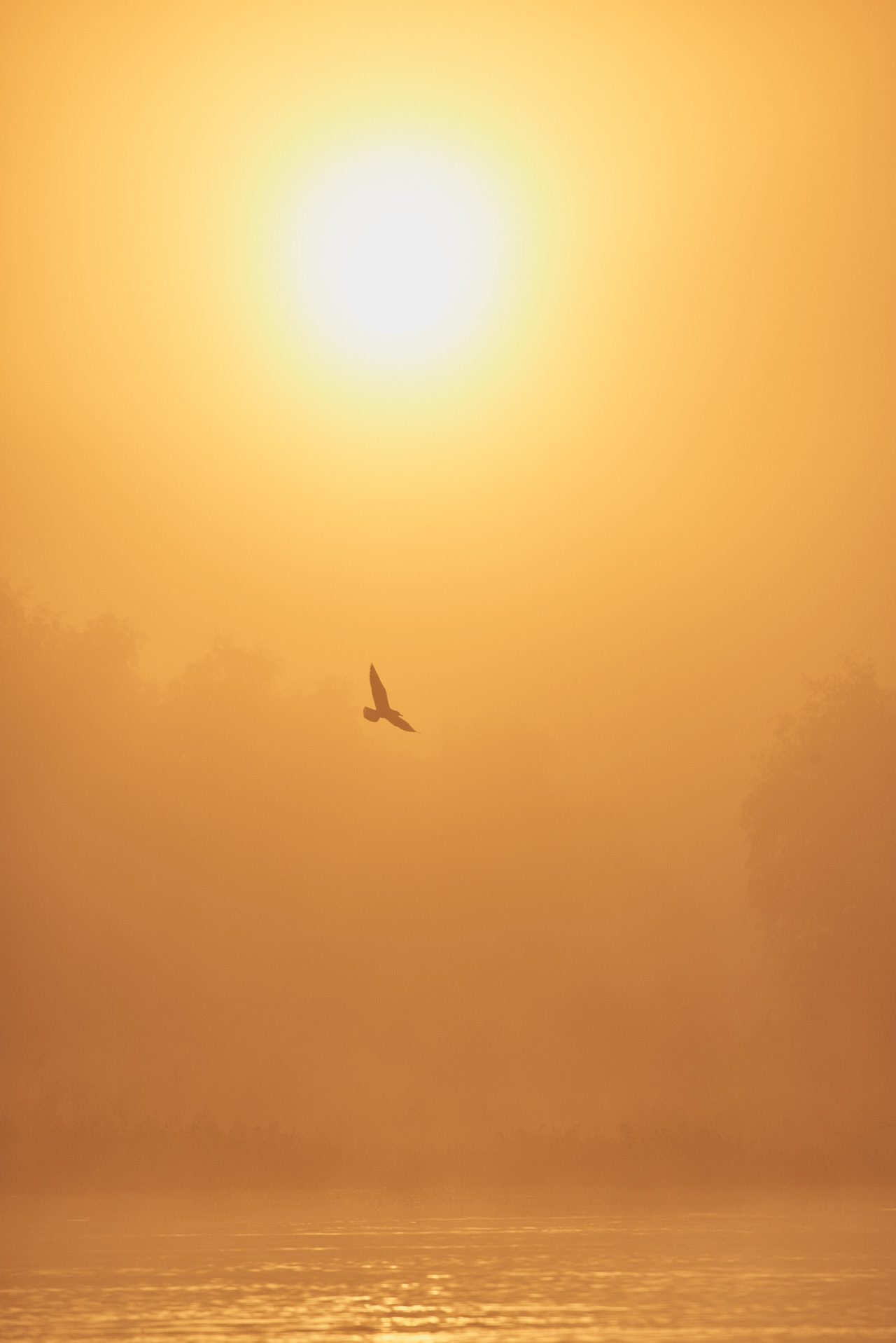 Danube Delta Photographed by Lucian Niculescu