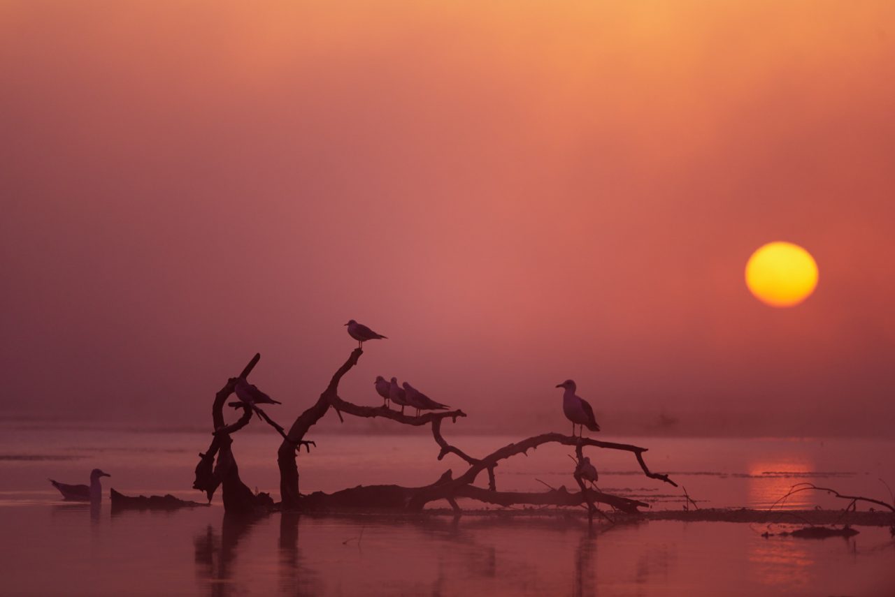 Danube Delta Photographed by Lucian Niculescu