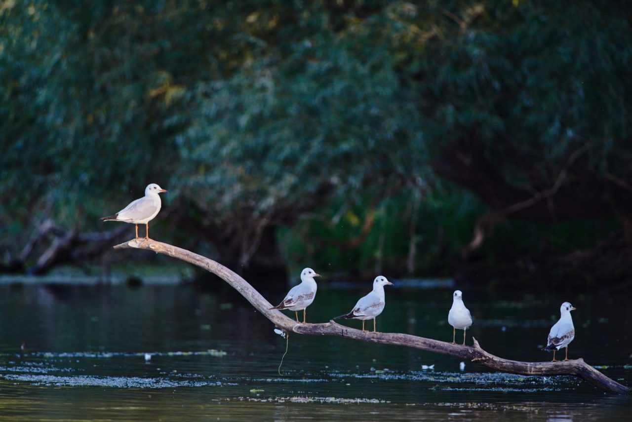 Seagulls