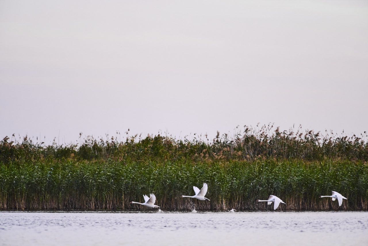 Danube Delta Photographed by Lucian Niculescu