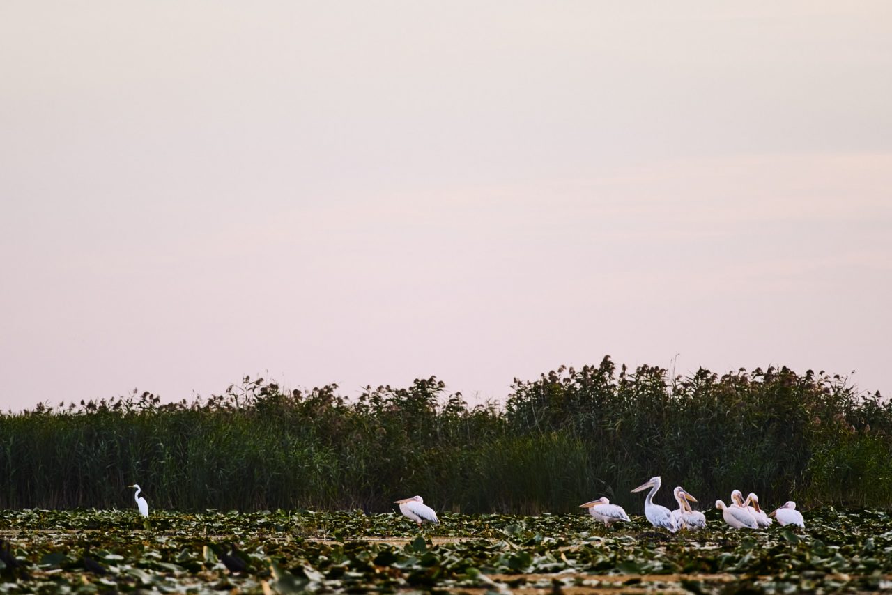 Danube Delta Photographed by Lucian Niculescu