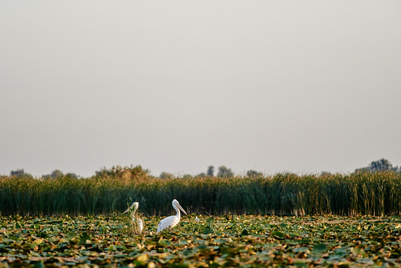 Danube Delta Photographed by Lucian Niculescu