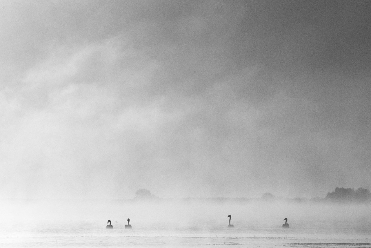Danube Delta Photographed by Lucian Niculescu
