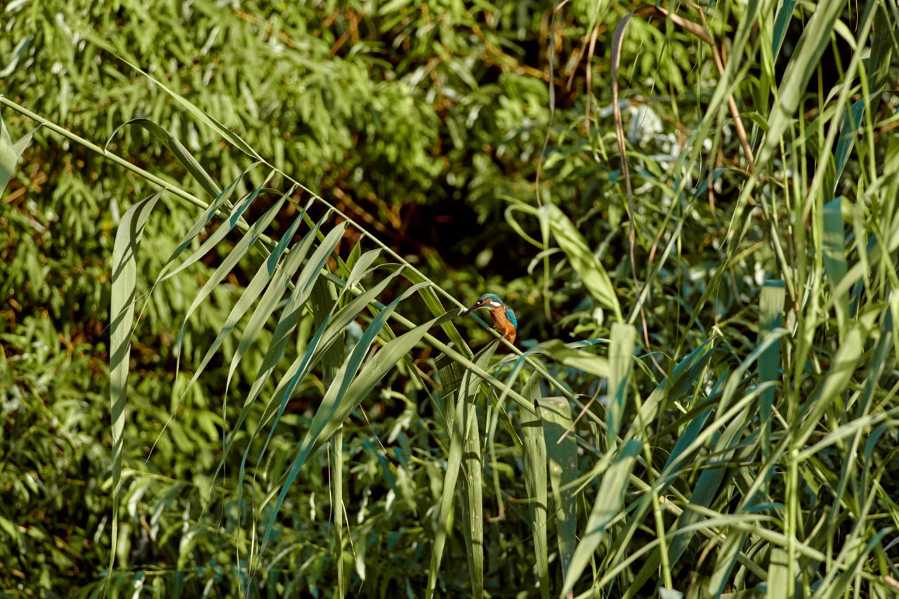 The Common Kingfisher (Alcedo Atthis)