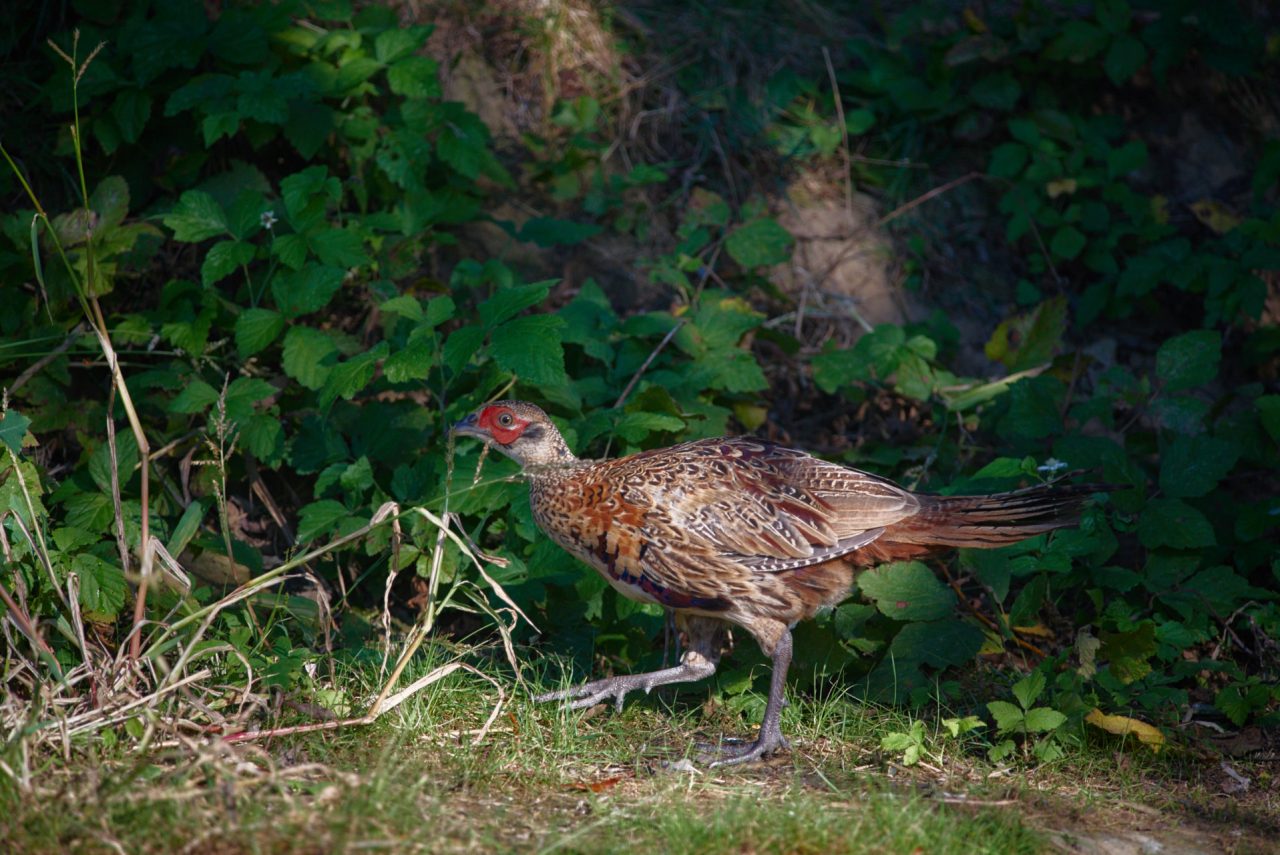 The Common Pheasant (Phasianus Colchicus)