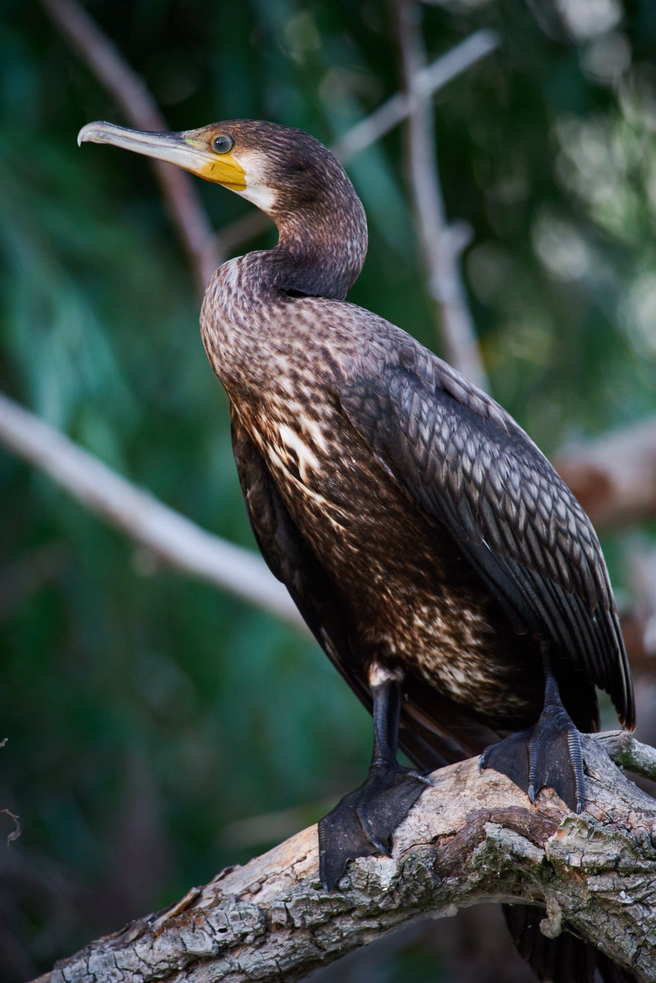 The Great Cormorant (Phalacrocorax Carbo)