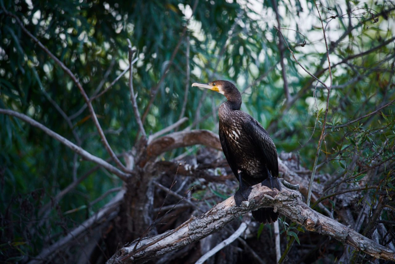 The Great Cormorant (Phalacrocorax Carbo)