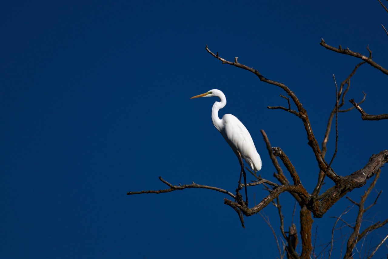 The Great Egret (Ardea Alba)