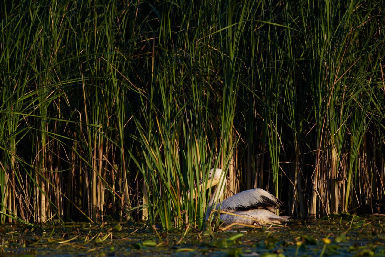 The Great White Pelican (Pelecanus Onocrotalus)