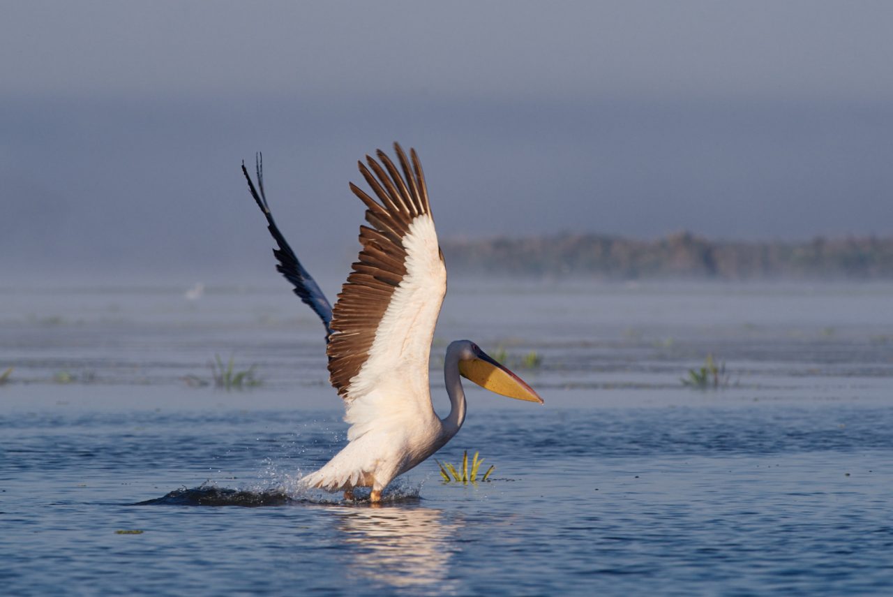 Danube Delta Photographed by Lucian Niculescu