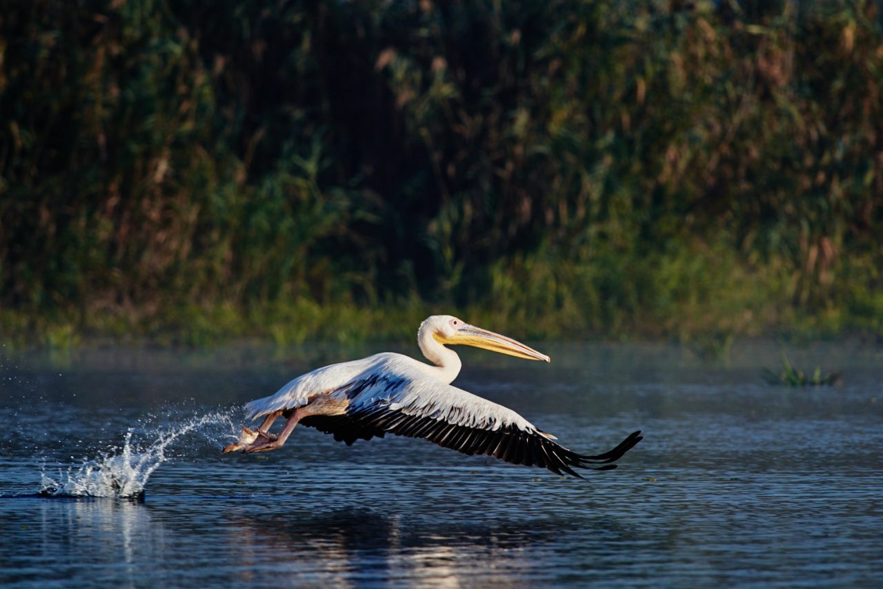 Danube Delta Photographed by Lucian Niculescu