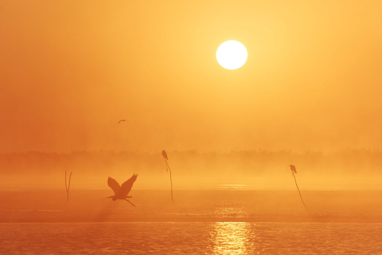 Danube Delta Photographed by Lucian Niculescu