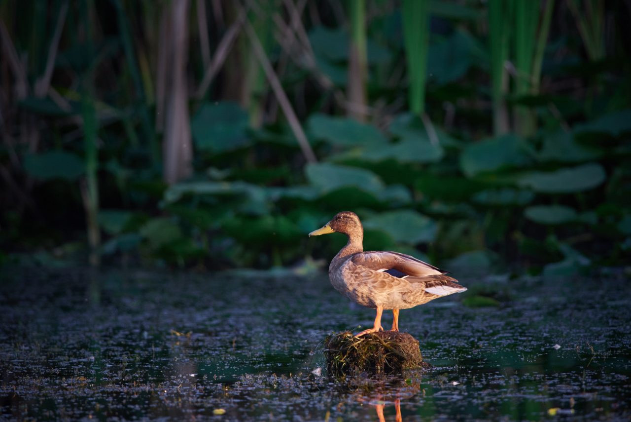 The Mallard Female (Anas Platyrhynchos)