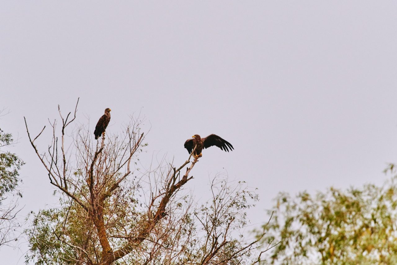 The White-Tailed Eagle (Haliaeetus Albicilla)