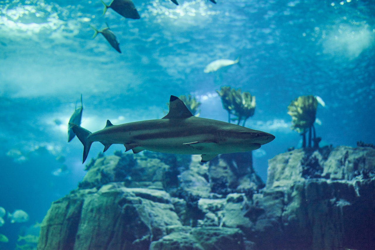 Oceanarium Lisbon Portugal Photographed by Lucian Niculescu