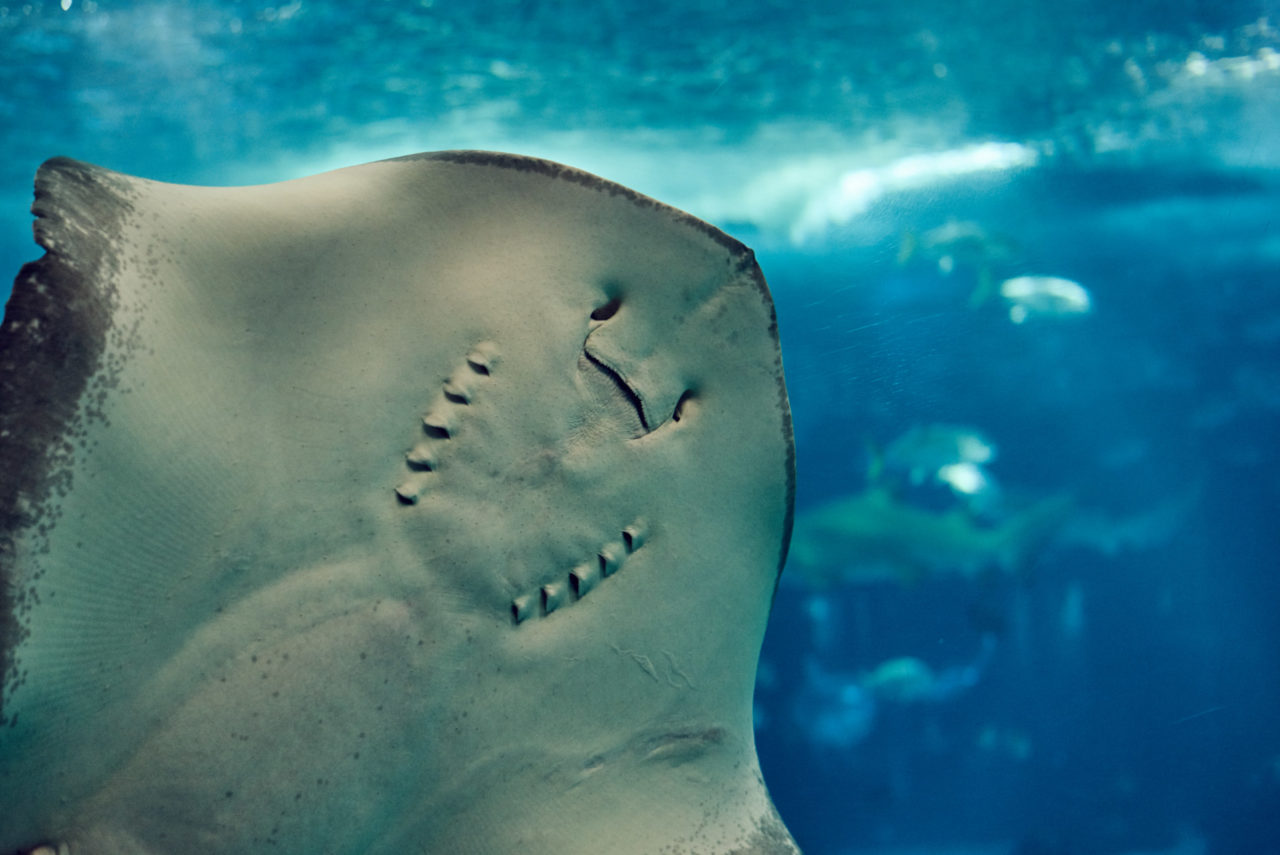 Oceanarium Lisbon Portugal Photographed by Lucian Niculescu