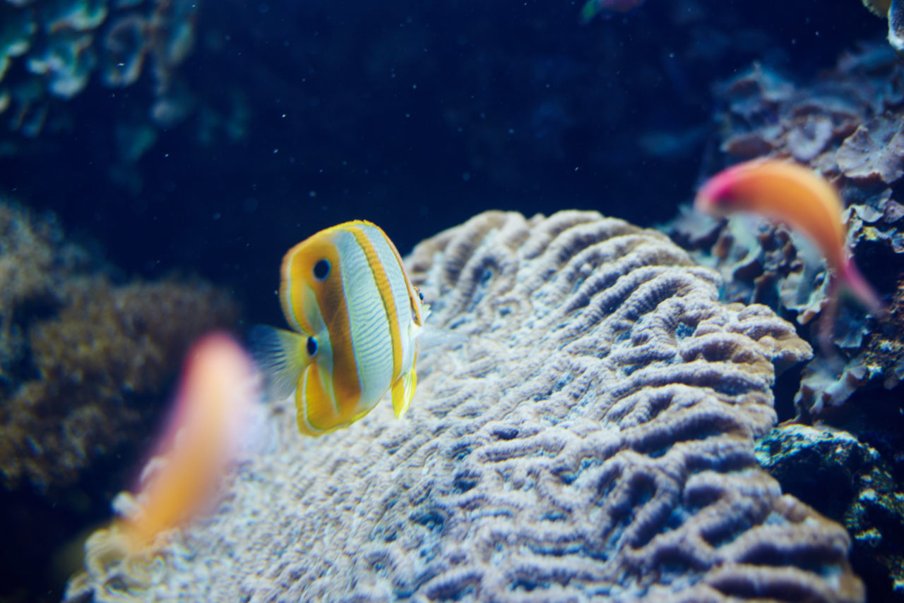 Oceanarium Lisbon Portugal Photographed by Lucian Niculescu