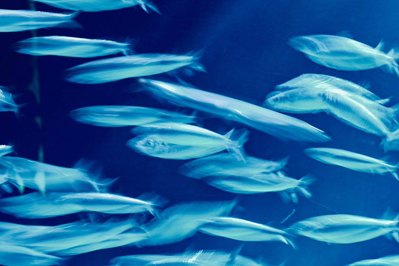 Oceanarium Lisbon Portugal Photographed by Lucian Niculescu