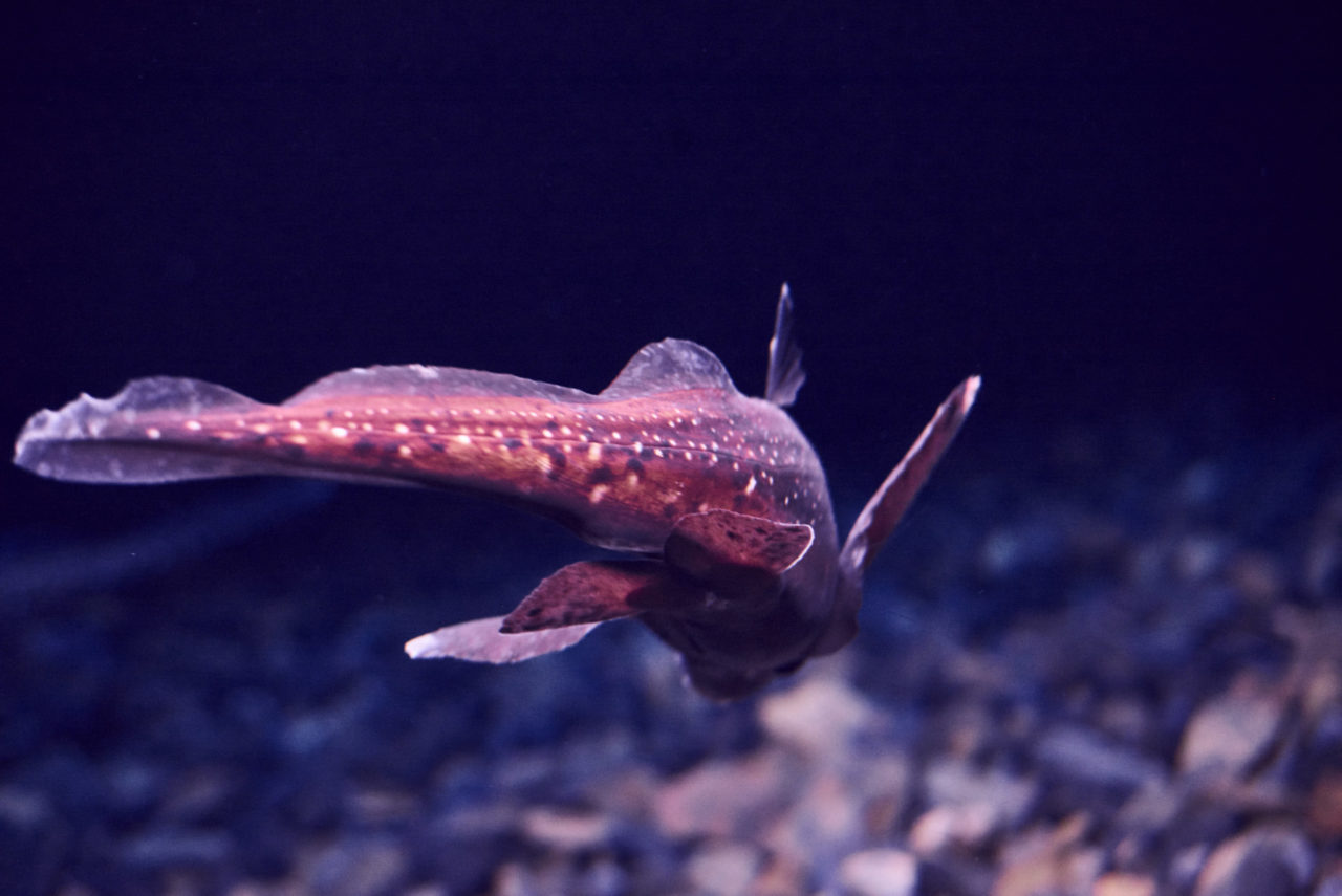 Oceanarium Lisbon Portugal Photographed by Lucian Niculescu