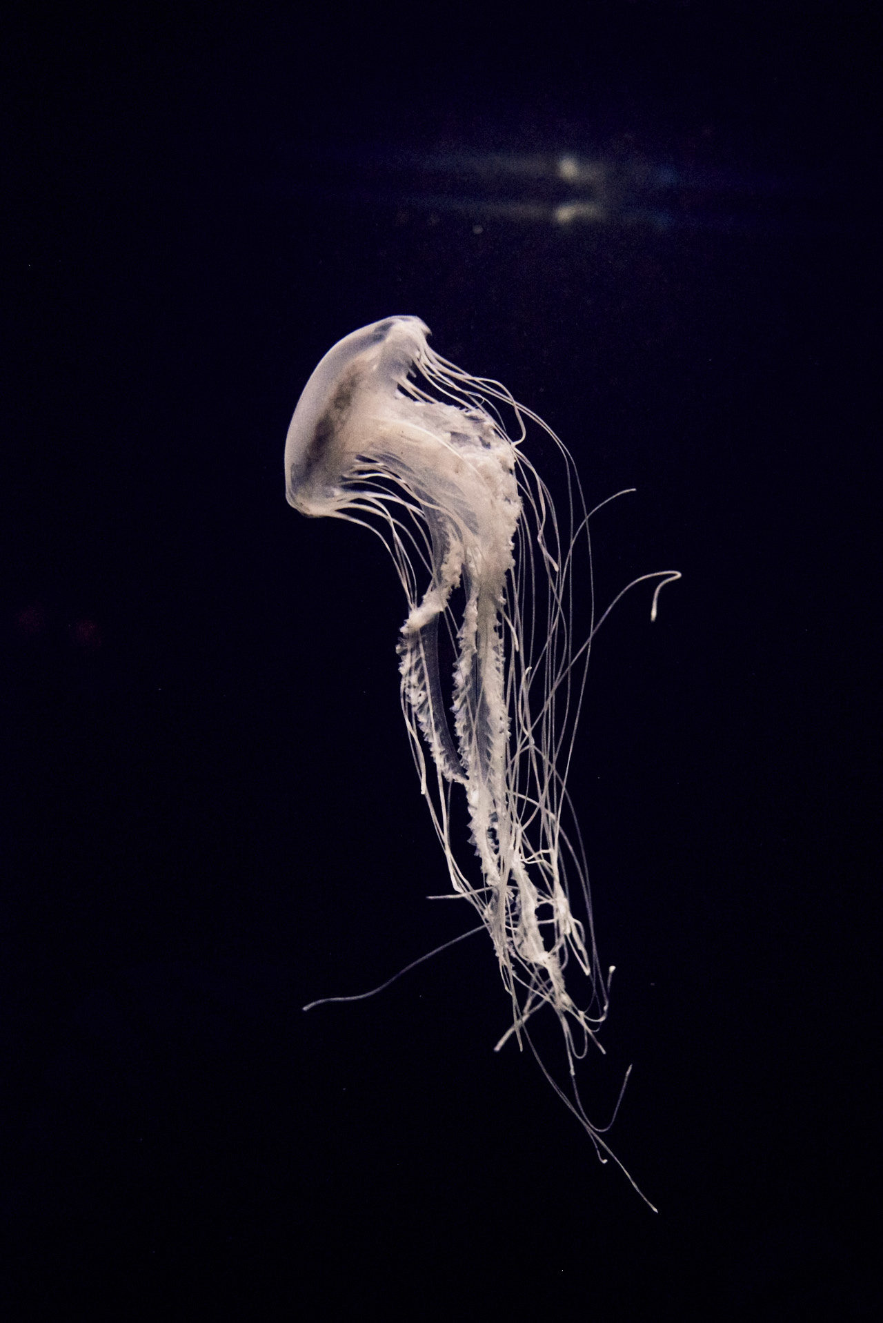 Oceanarium Lisbon Portugal Photographed by Lucian Niculescu