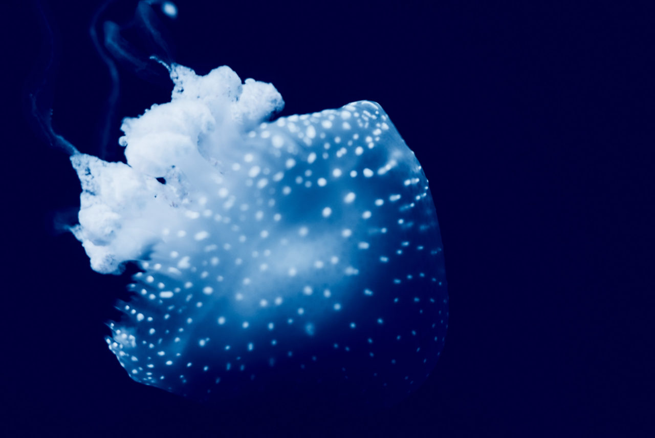 Oceanarium Lisbon Portugal Photographed by Lucian Niculescu