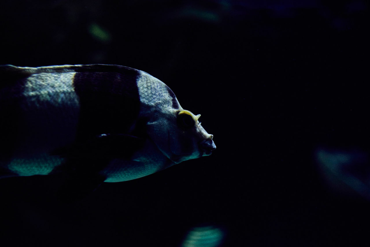 Oceanarium Lisbon Portugal Photographed by Lucian Niculescu