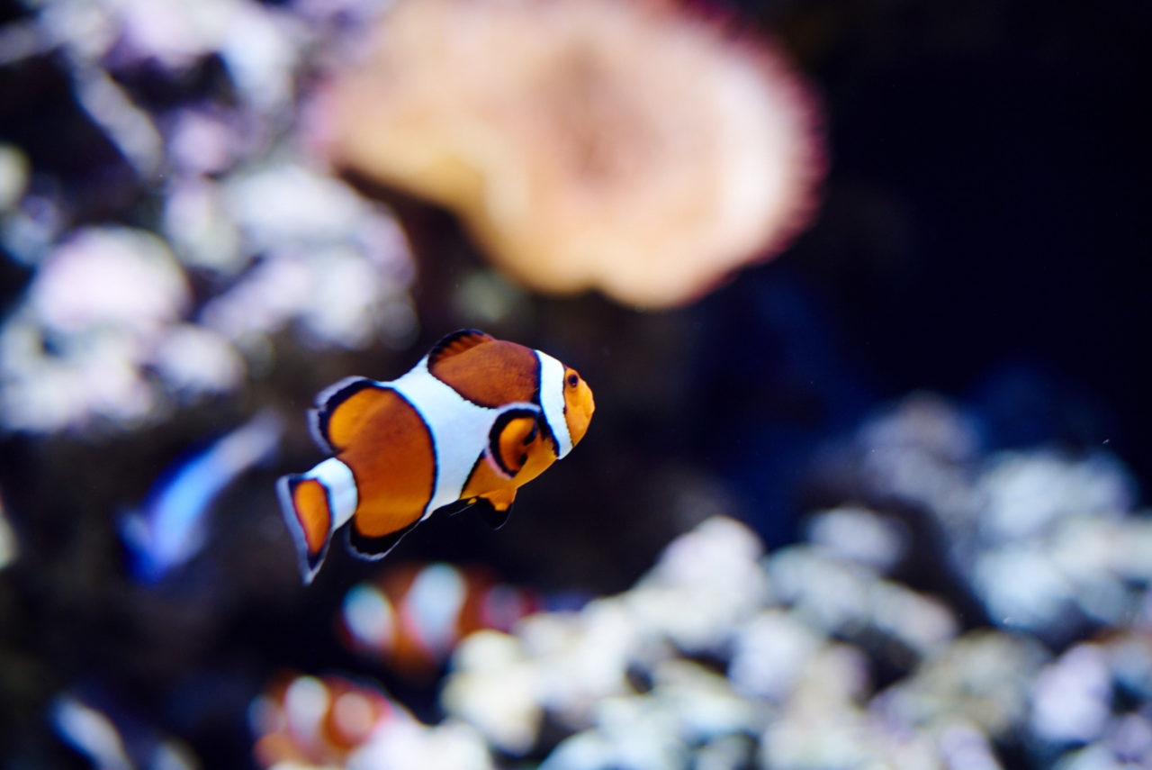 Oceanarium Lisbon Portugal Photographed by Lucian Niculescu