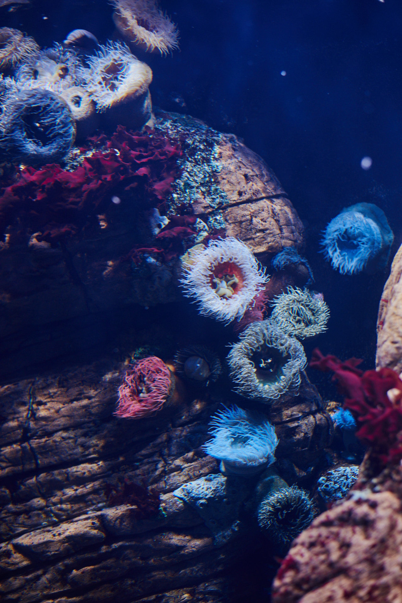 Oceanarium Lisbon Portugal Photographed by Lucian Niculescu