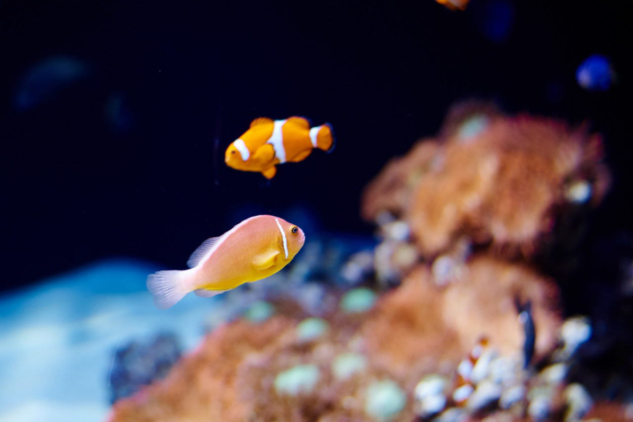 Oceanarium Lisbon Portugal Photographed by Lucian Niculescu