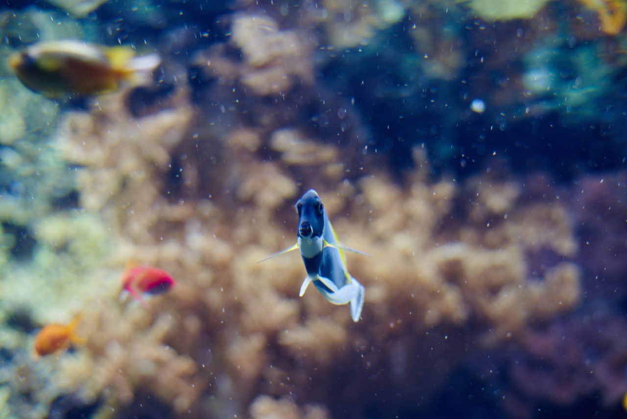Oceanarium Lisbon Portugal Photographed by Lucian Niculescu