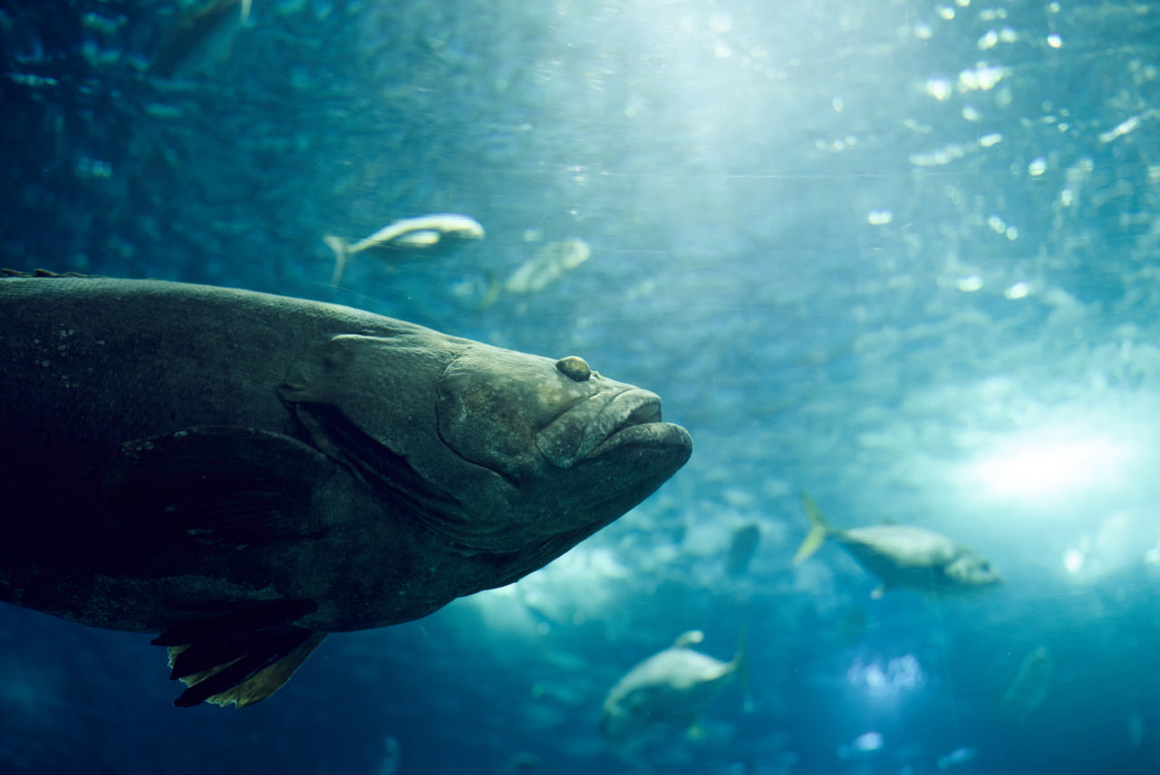Oceanarium Lisbon Portugal Photographed by Lucian Niculescu