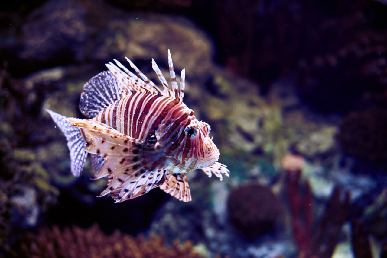 Oceanarium Lisbon Portugal Photographed by Lucian Niculescu