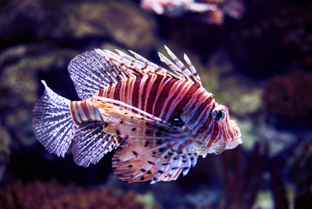 Oceanarium Lisbon Portugal Photographed by Lucian Niculescu